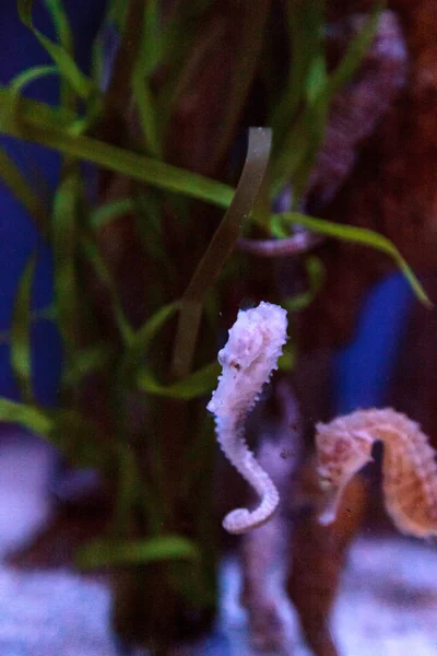 Στίγματα seahorse kuda ιππόκαμπο — Φωτογραφία Αρχείου