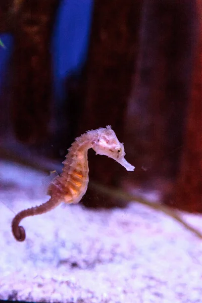 Benekli Hippocampus Hippocampus kuda — Stok fotoğraf