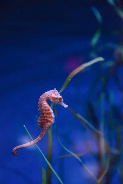 Spotted seahorse Hippocampus kuda — Stock Photo, Image