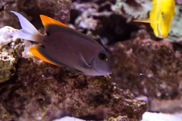 Tomini tominiensis de Ctenochaetus dos peixes da espiga — Fotografia de Stock