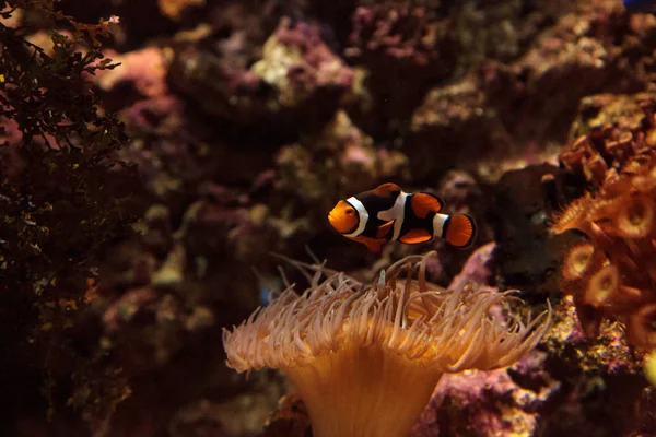 Palhaço, Amphiprioninae nada perto de uma anêmona — Fotografia de Stock