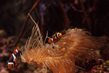 Palyaço balığı, Amphiprioninae bir anemone yüzüyor.