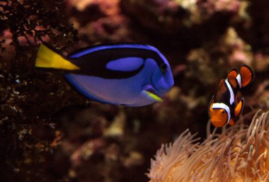 Palyaço balığı Amphiprioninae ve koyu mavi tang Paracanthurus hepatus
