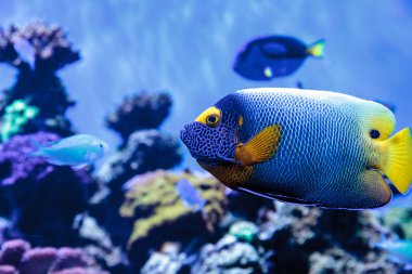 Mavi yüzlü melek balığı Pomacanthus xanthometopon 