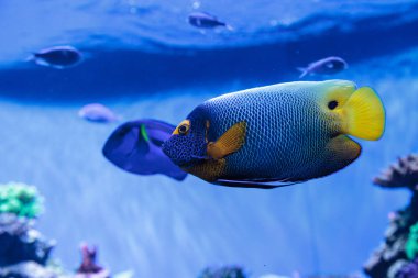 Mavi yüzlü melek balığı Pomacanthus xanthometopon 