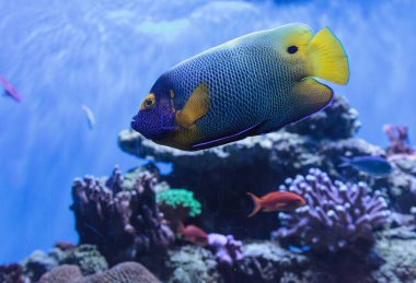 Mavi yüzlü melek balığı Pomacanthus xanthometopon 