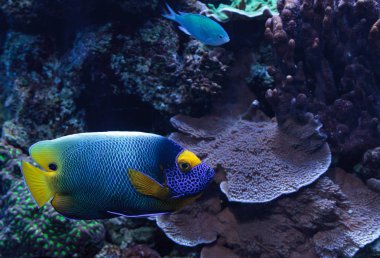 Mavi yüzlü melek balığı Pomacanthus xanthometopon 