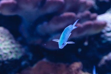 Mavi yeşil chomis balık, krom viridis