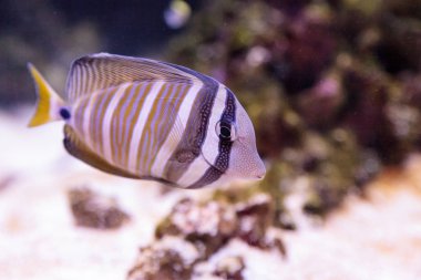 Desjardini Sailfin tang Zebrasoma desjardini 