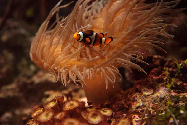 Palhaço, Amphiprioninae nada perto de uma anêmona — Fotografia de Stock