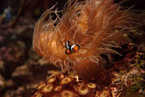 Pesce pagliaccio, Amphiprioninae nuota vicino a un anemone — Foto Stock