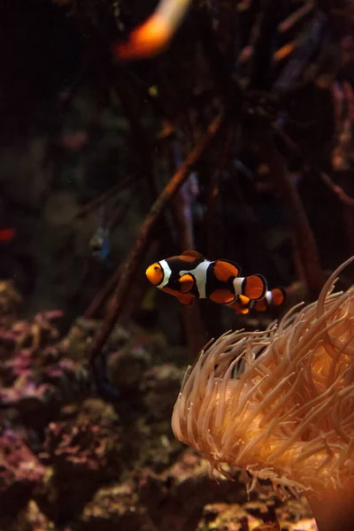 Palhaço, Amphiprioninae nada perto de uma anêmona — Fotografia de Stock