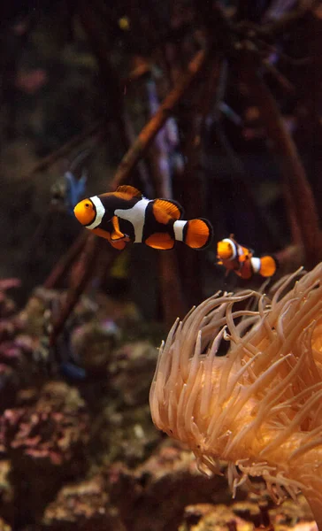 Palhaço, Amphiprioninae nada perto de uma anêmona — Fotografia de Stock