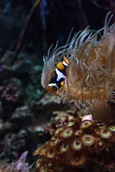 Clownfisk, Amphiprioninae simmar nära en anemone — Stockfoto