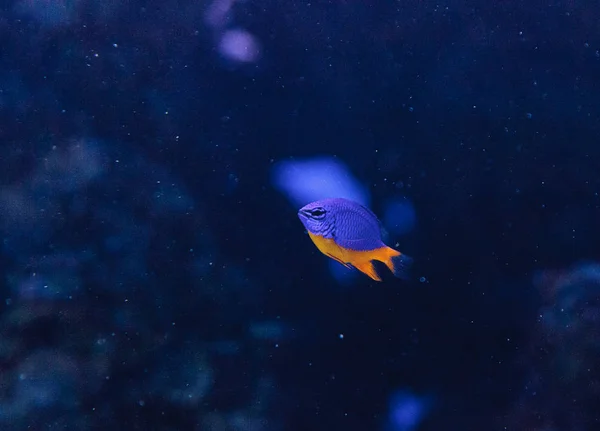 Azure damegoísta Chrysiptera hemicyanea — Fotografia de Stock