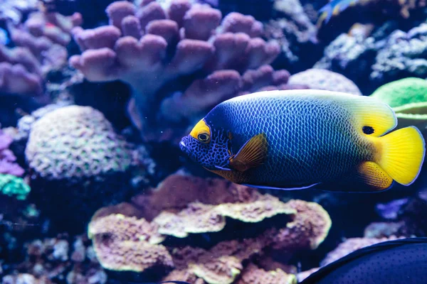 Pesce angelo dalla faccia blu Pomacanthus xanthometopon — Foto Stock
