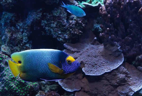 Pesce angelo dalla faccia blu Pomacanthus xanthometopon — Foto Stock