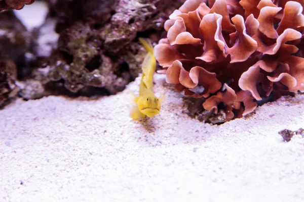 Mavi benekli Jawfish Opistognathus rosenblatti — Stok fotoğraf