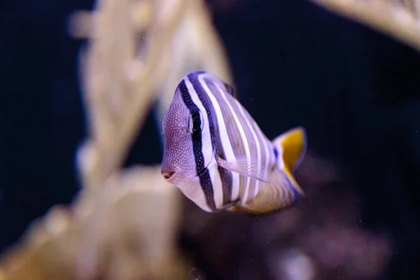 Desjardini Sailfin tang Zebrasoma desjardini — Fotografia de Stock