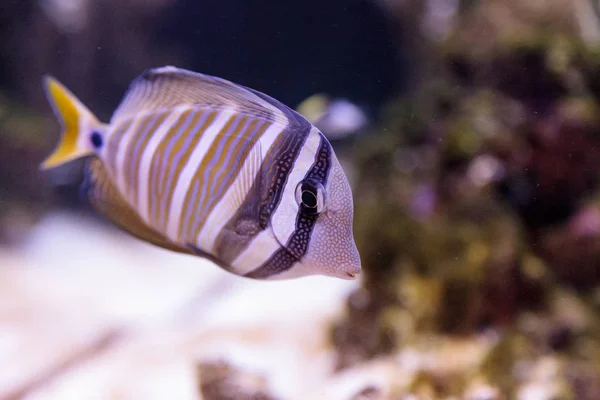 Desjardini Sailfin tang Zebrasoma desjardini — Stockfoto