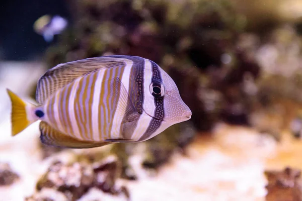 Desjardini Sailfin tang Zebrasoma desjardini — Stock Fotó