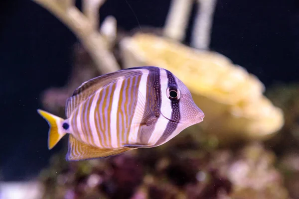 stock image Desjardini Sailfin tang Zebrasoma desjardini 