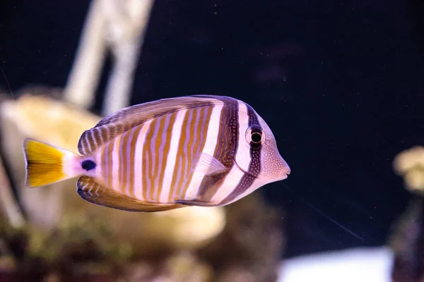 Desjardini Sailfin tang Zebrasoma desjardini — Stockfoto