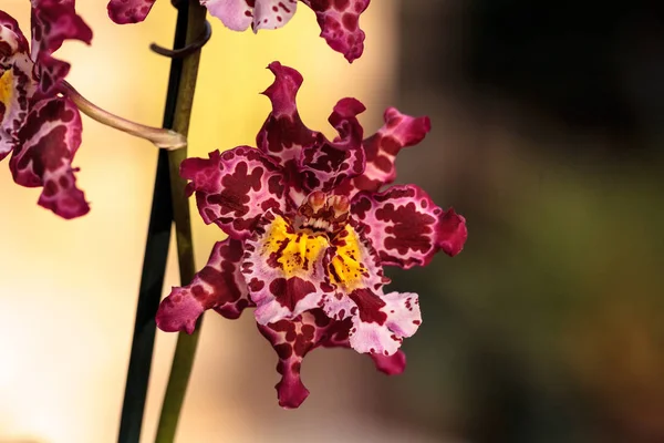 Cattleya orkide çiçek morph pembe benekli