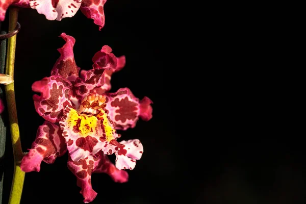 Różowym spotted morph orchidei Cattleya — Zdjęcie stockowe