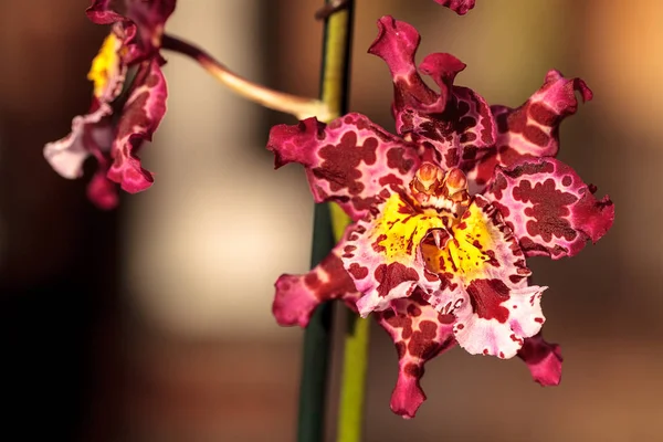 Cattleya orkide çiçek morph pembe benekli