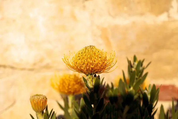 Flores amarillas de un alfiletero protea Leucospermum suculenta — Foto de Stock