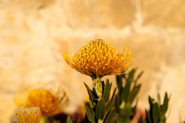 Flores amarillas de un alfiletero protea Leucospermum suculenta — Foto de Stock