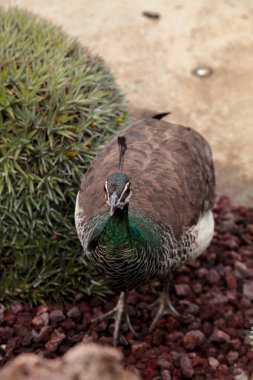Kahverengi ve yeşil kadın tavus Pavo muticus
