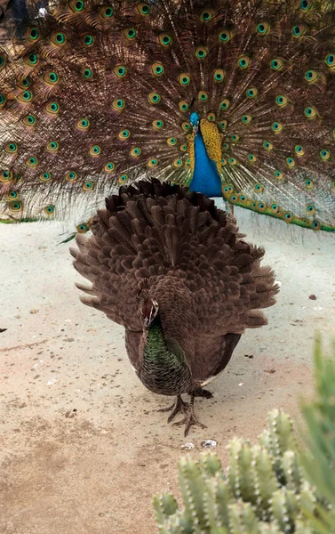 Exhibición de apareamiento de un pavo real masculino azul y verde — Foto de Stock