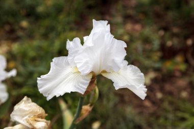 Beyaz sakallı iris çiçek çiçek