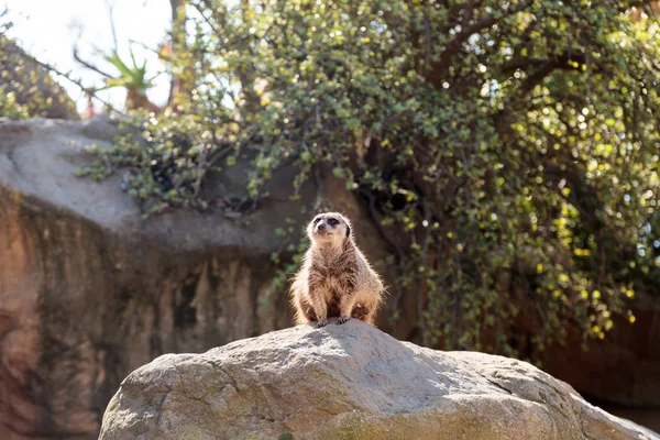 Meerkat Suricata suricatta di atas batu besar — Stok Foto