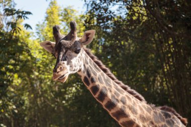 Afrika'da zürafa bulunur
