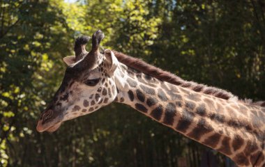 Afrika'da zürafa bulunur