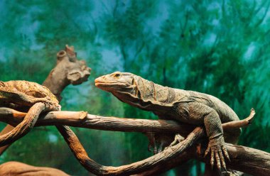 Grays Varanus olivaceus izlemek