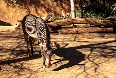 Grevys zebra Equus grevyi