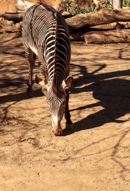 Grevys zebra Equus grevyi