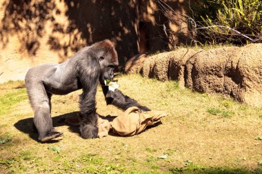 Batı ovasındaki goril.