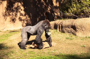 Batı ovasındaki goril.