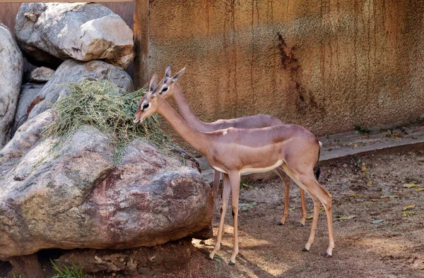 Gerenoek antilopen Litocranius walleri — Stockfoto