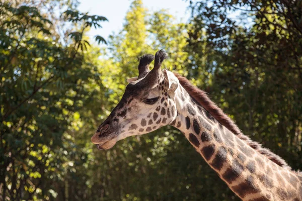 La jirafa se encuentra en África — Foto de Stock