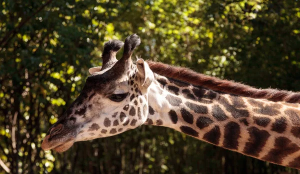 La jirafa se encuentra en África — Foto de Stock