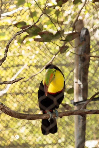 Keel-billed toucan, Ramphastos sulfuratus — Stock Photo, Image