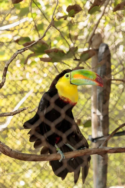 Toucan à bec de quille, Ramphastos sulfuratus — Photo