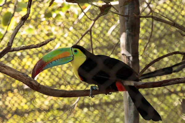 Toucan à bec de quille, Ramphastos sulfuratus — Photo