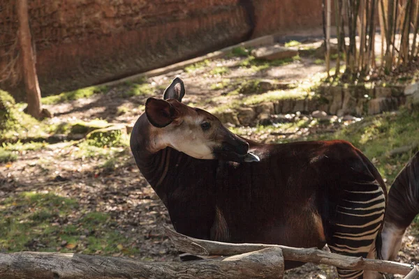 Okapi, Okapia johnstoni — Stock Photo, Image